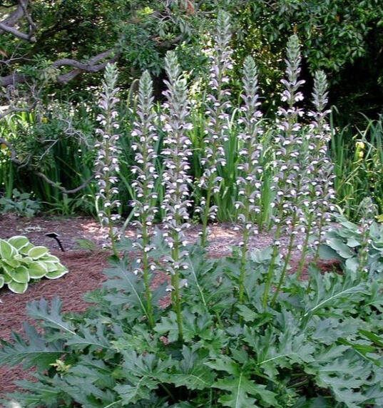 Acanthus mollis Bear's Breeches