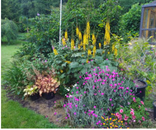 Dierama pulcherrimum 'Blackbird'  Cottage garden design, Purple garden,  Sensory garden